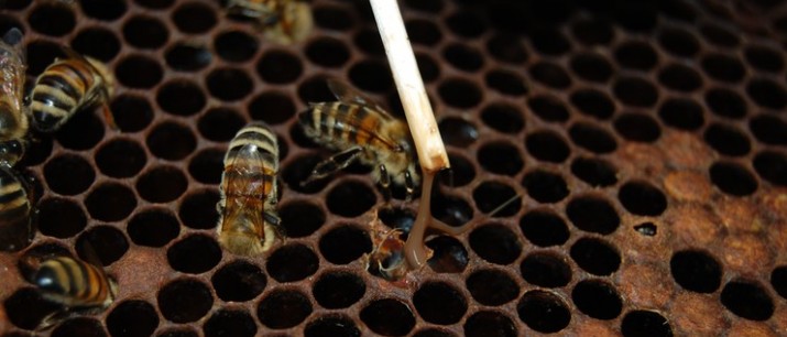 Zgnilec amerykański pszczół: rozporządzenie wojewody małopolskiego