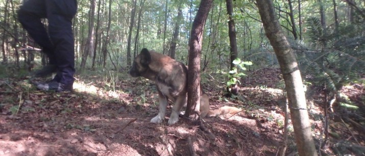 Straż Miejska: pies przywiązany do drzewa w lesie!