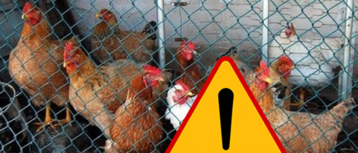 Ptasia grypa: Zakaz handlu z udziałem ptaków na placu targowym
